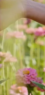 Hand touching pink flower in garden, serene wallpaper.