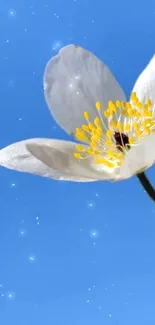 White flower against bright blue sky wallpaper.