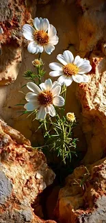 White daisies growing between rugged stones in rustic setting.