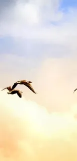 Birds flying across a colorful sky background.