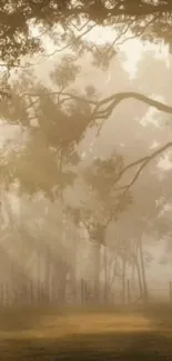 Foggy forest with sunlight filtering through trees, creating a serene atmosphere.