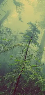 Serene foggy forest with tall trees and lush greenery.