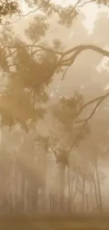 Foggy forest scene with soft light filtering through trees, creating a serene atmosphere.