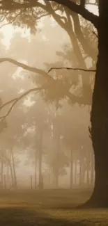 Foggy morning in a serene forest landscape, trees silhouetted by mist.