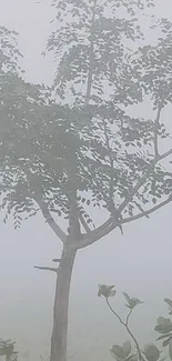 Lone tree shrouded in mist on a foggy morning.