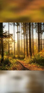 Sunlit forest path with tall trees in autumn hues.