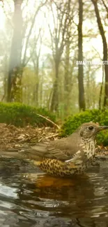 Bird perched by reflective pond in sunlit forest setting, ideal for nature lovers.