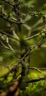 Close-up of branches with forest green background wallpaper.