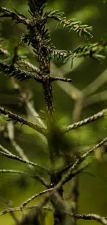 Close-up of a forest branch with lush green leaves.