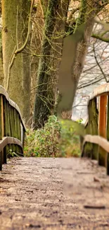 Serene forest bridge with wooden planks in a tranquil green setting.