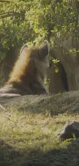 Wolf-like animal relaxing in a sunlit forest setting.