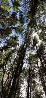 Looking up at a serene forest canopy with tall, green trees and a blue sky.