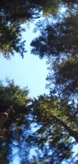 Looking up at a blue sky through a dense forest canopy.