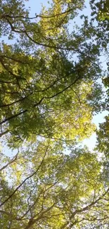 Looking up at a lush forest canopy with sunlit green leaves.