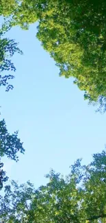 Forest canopy with green leaves framing a blue sky.