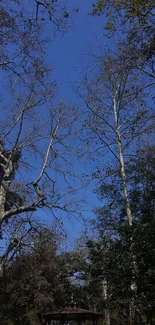 Tall trees and blue sky forest canopy wallpaper.