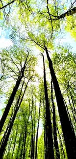 Sunlit forest canopy with tall green trees, captured in vibrant detail.