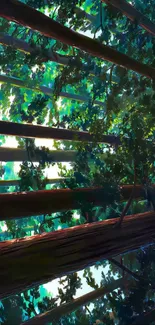 Forest canopy with sunlight filtering through leaves.