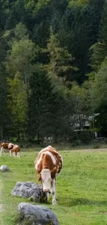 Cows grazing in a green forest landscape.