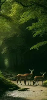 Two deer standing in a lush, green forest path.