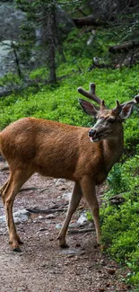 Deer standing on a forest trail surrounded by lush greenery.