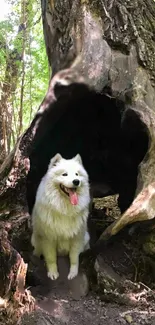 White dog in forest setting, nestled in hollow tree.