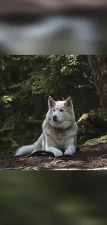 White dog relaxing in a lush forest setting, conveying tranquility and nature.