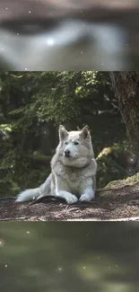 Majestic dog resting in tranquil forest setting.