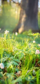 Delicate blossoms on forest floor with sunlight streaming through trees.