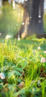 Sunlit forest floor with white flowers and green leaves.