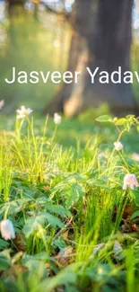 Sunlit forest floor with green grass and delicate white flowers.