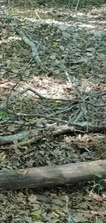 Serene forest floor with fallen branches and leaves.