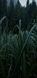 Dew-covered grass in a serene forest setting.