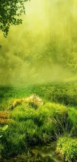 Lush green forest scene with misty background.