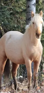 Horse stands gracefully in a serene birch forest.