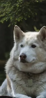 Majestic husky resting in a lush forest setting with vibrant greenery.