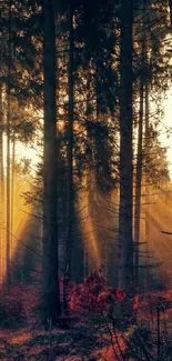 Sunlit forest scene with tall trees and warm light.