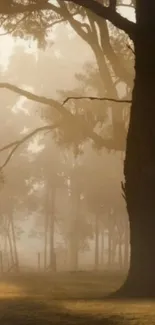 Misty forest with towering trees in morning light.