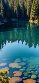 Serene forest lake with pine tree reflections and clear water.