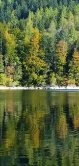 Serene forest and lake reflection wallpaper for mobile.