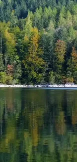 Tranquil forest lake with reflections of lush green trees.