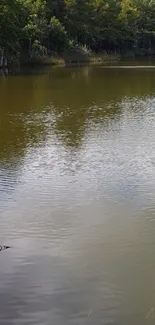 Serene forest lake with reflective waters and lush greenery.