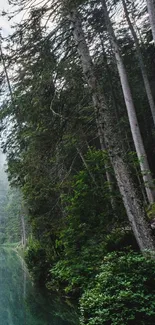 Scenic view of a tranquil forest lake reflecting lush trees.