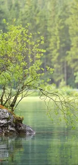 Serene forest lake with lush green trees and reflective water surface.