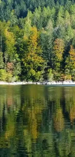 A serene forest lake with green trees and calm water reflections.