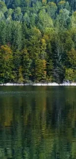 Serene forest with reflective lake water.