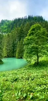 Lush green forest with serene lake and clear sky.