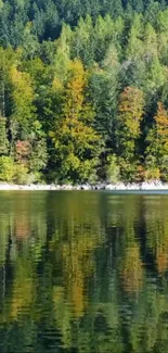 Serene forest lake with reflections in vibrant green hues.