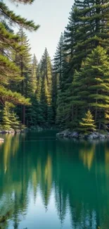 Serene forest lake with tree reflections