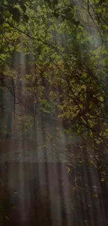 Forest wallpaper with sunlight streaming through lush green leaves.